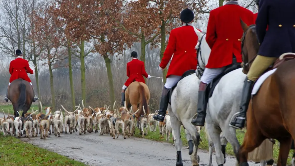 Dogs and horse riders set off on a trail in woodland. They are wearing traditional clothing with dozens of dogs around them.