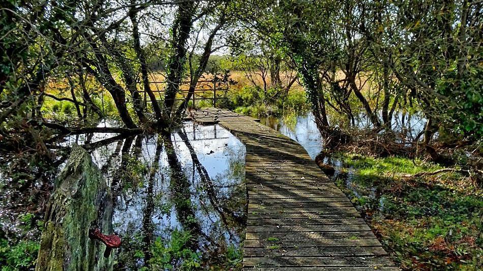 A walkway of wooden boards leads over an area of pooled water in the Ballaugh Curragh. There are green leafy branches of trees overhanging it and green shrubbery and grass on either side.