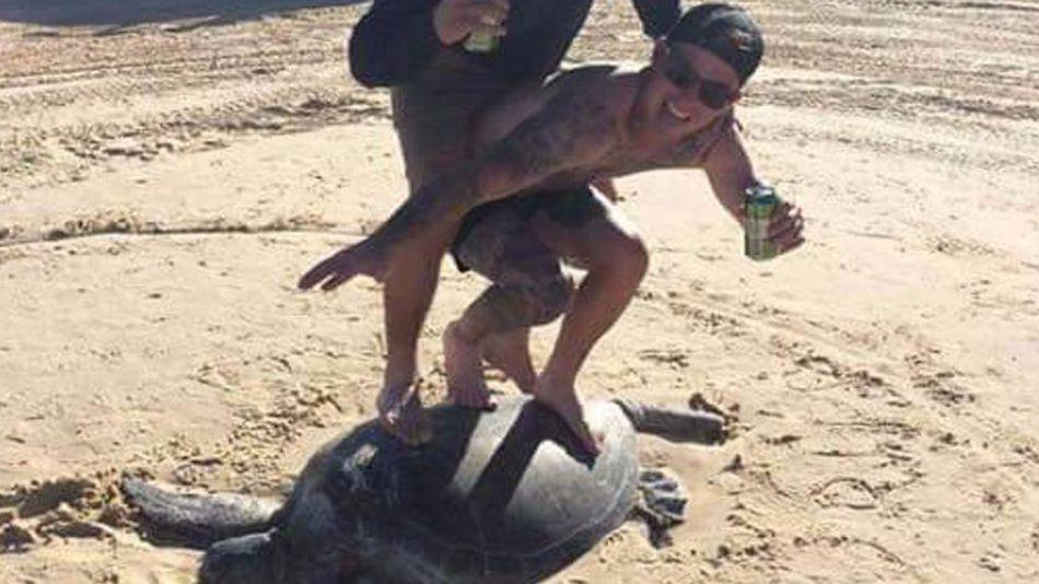 Two men 'surfing' on a turtle