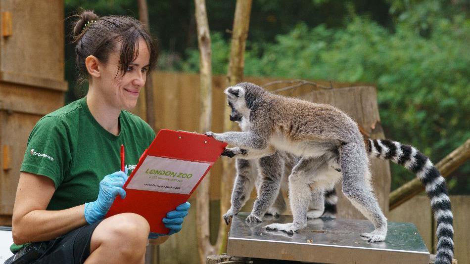 Zookeeper Chelsea weighs Spike the ring-tailed lemur.