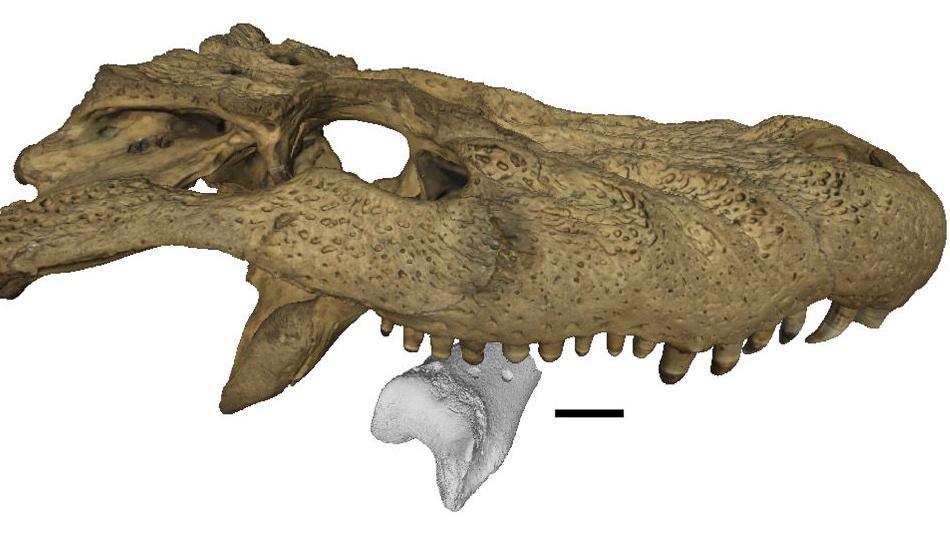 The image shows the digital scan of a crocodile skull biting into a small leg bone. The bone that is being bitten into is based on a 3D scan of the 13 million year old fossilised bone from a terror bird.  