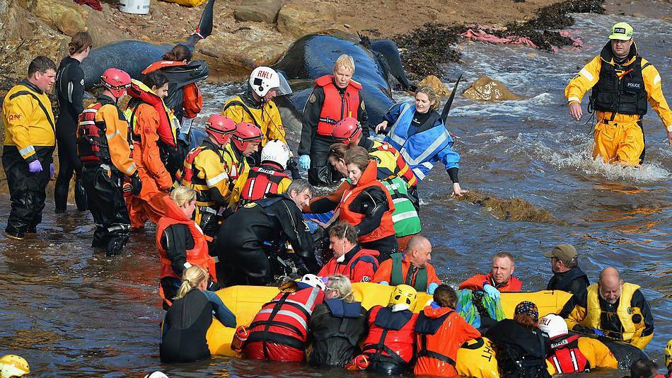 Daoine a' feuchainn ri cobhair a dhèanamh air muc-mhara ann an Eanstair, Fìobha