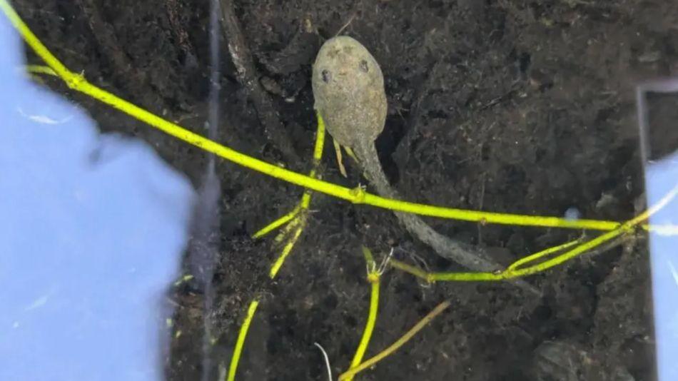 A tadpole is seen in some water.