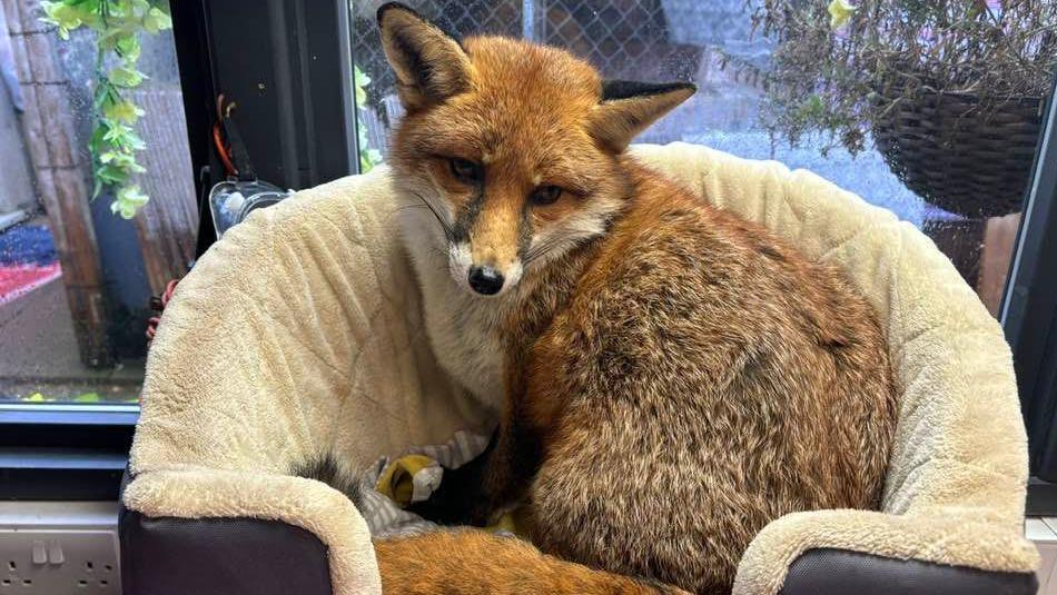 A rescue fox curled up in a pet bed