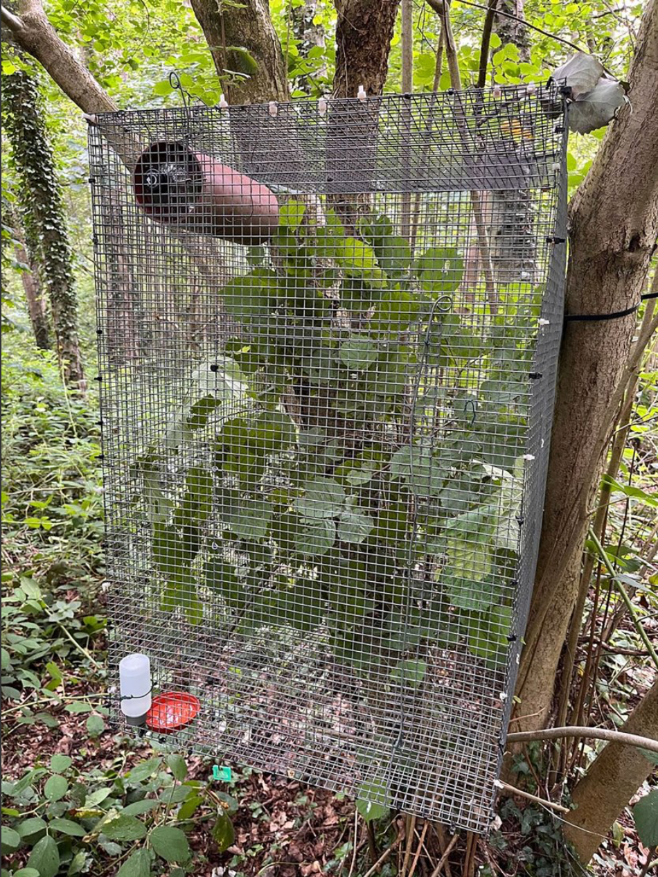 People's Trust for Endangered Species (PTES) of a mesh release cage, as more than 40 rare hazel dormice have been released into ancient woodland in Leicestershire