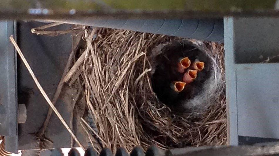 Pied wagtail nest