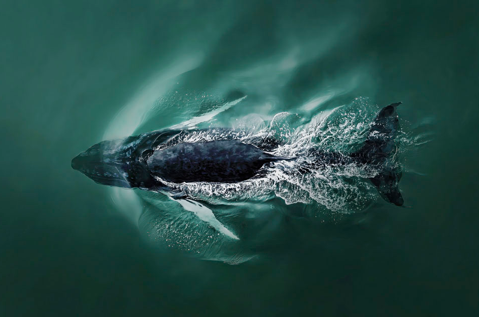 A humpback whale diving back under the surface of the Atlantic Ocean after taking a breath of air.  This was taken within 500ft of the coast in Southampton, NY, USA.