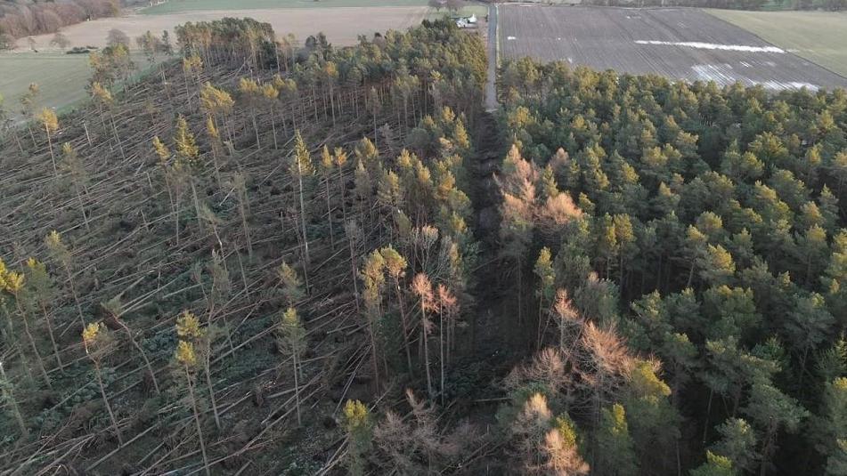 Damaged forestry in Aberdeenshire