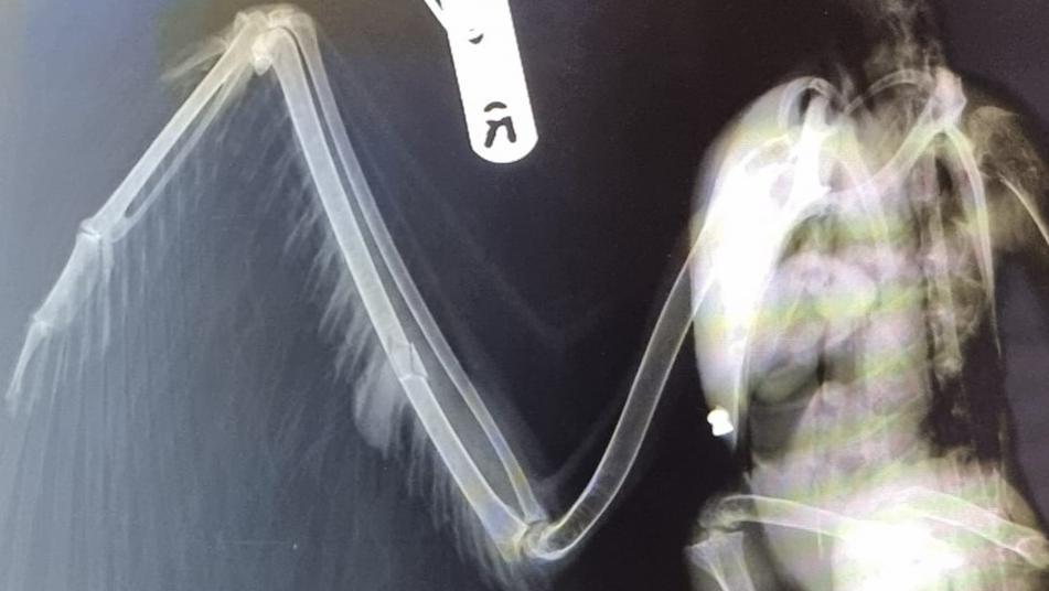 Wounded heron X-ray