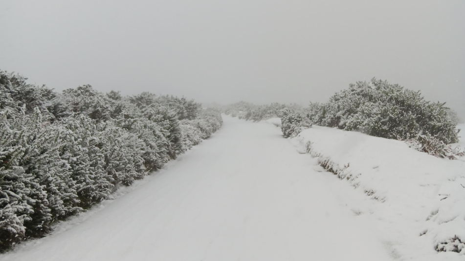 A road lined with hedges covered in snow.