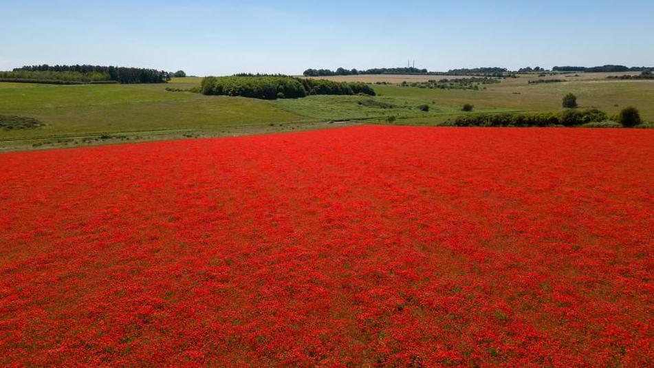 A field of poppies towards the front of the photo, with a green field beyond it. 