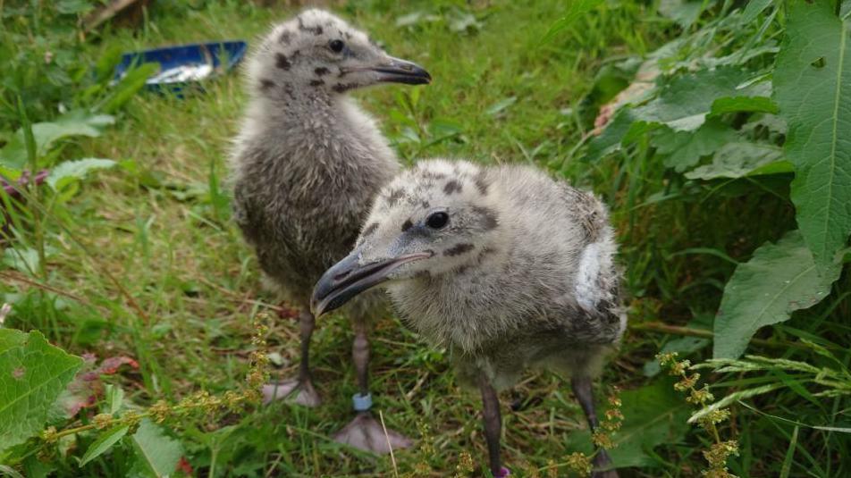 Close up of gull chicks