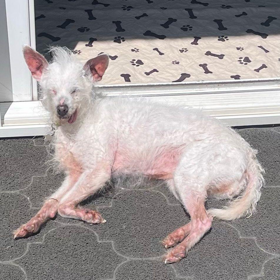 Daisy Mae, a white dog with huge bat-like ears