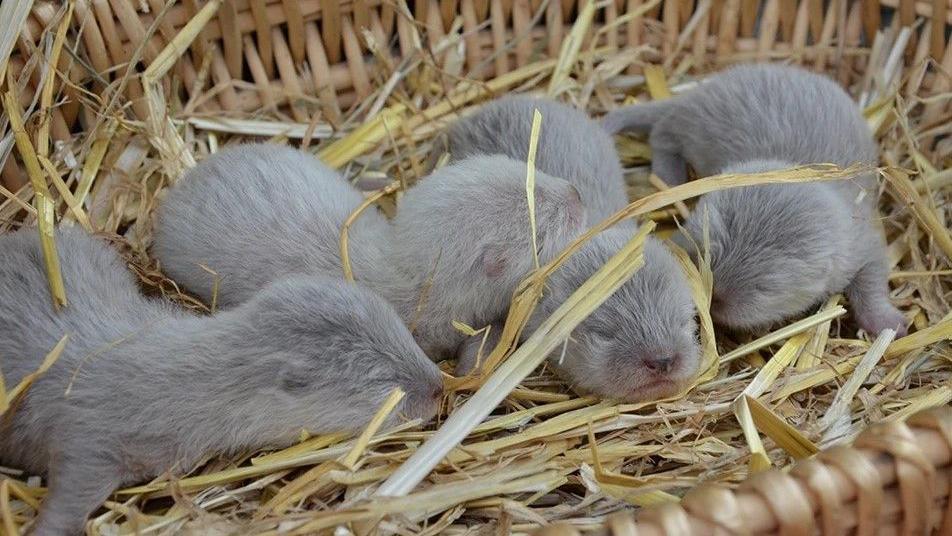 Baby otters Ash, Tod, Pip and Sam pictured during a health check in 2016. They are just a week old and their eyes are still closed. They have soft grey fur and are lying together on a bed of straw.