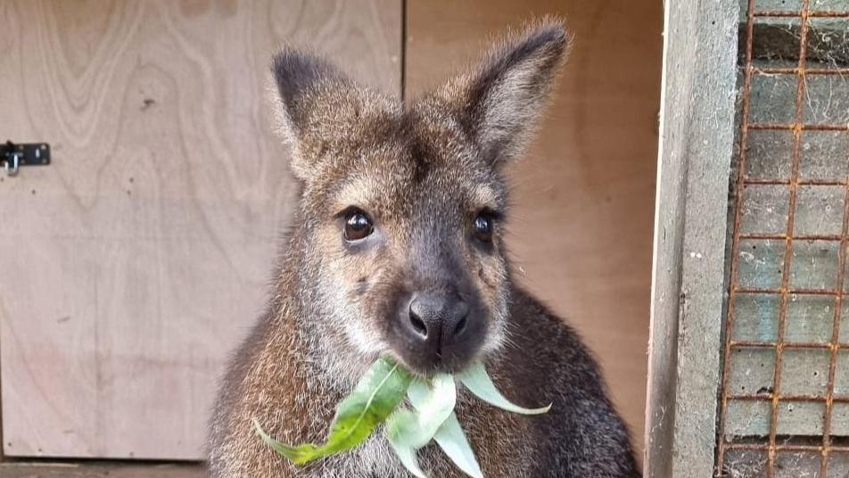 A wallaby eats green leaves in a zoo enclosure with a wooden door