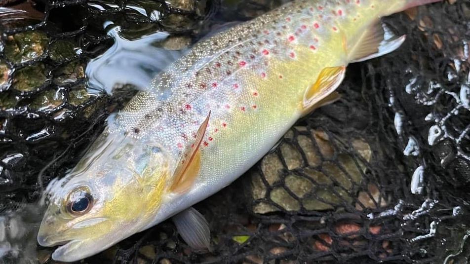 A close-up of a trout in a river