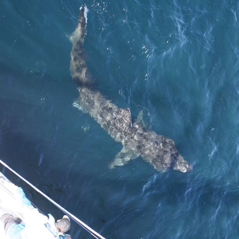 An image taken from a boat looking down on a basking shark 