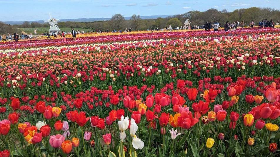 Tulips at Tulleys Farm