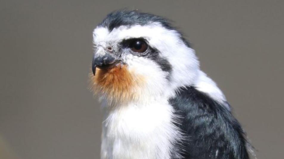 An adult collared falconet