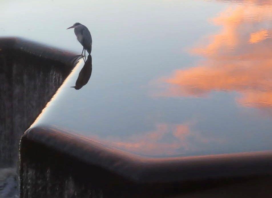 Bird standing in a flowing waterfall-style water feature with amber clouds reflected in the water