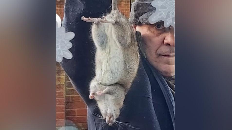 A man wearing a cap and a blue jacket holding up a large rat by its tail