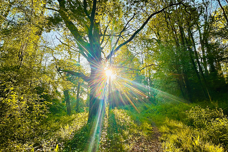 Sun shining from behind a tree in a dense woodland in Bromyard. The floor is covered in grass and other greenery, with a faint dirt path winding its way through.