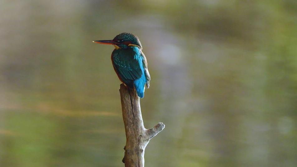 Kingfisher