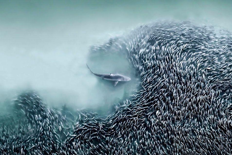 A spinner shark hunting in a school of menhaden bait fish in the Atlantic Ocean, Southampton, NY, USA.