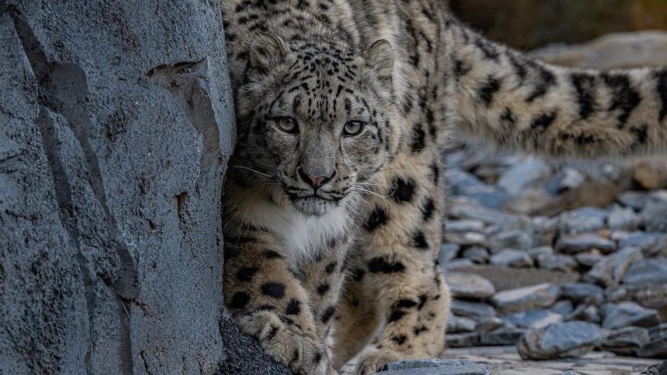 Snow leopard looking at camera with tail out to the right. To the left is a rock and there is a background of smaller rocks.