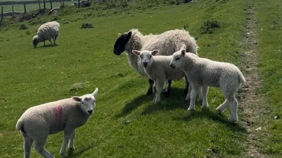 Three white lambs in a green grassy field, look at the camera, a large white sheep with a black face stand behind them. There is another sheep in the distance.