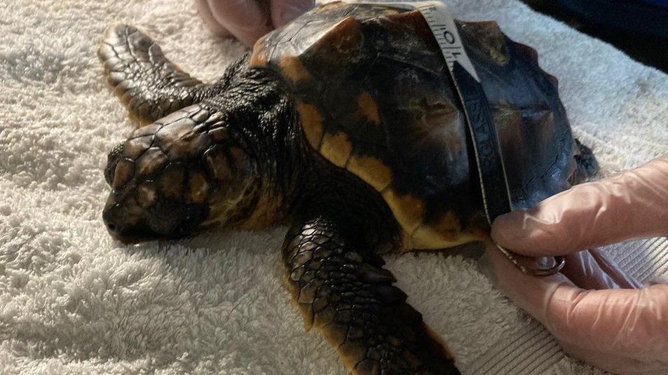 Tonni the turtle has a measuring tape placed around its shell by a pair of human hands