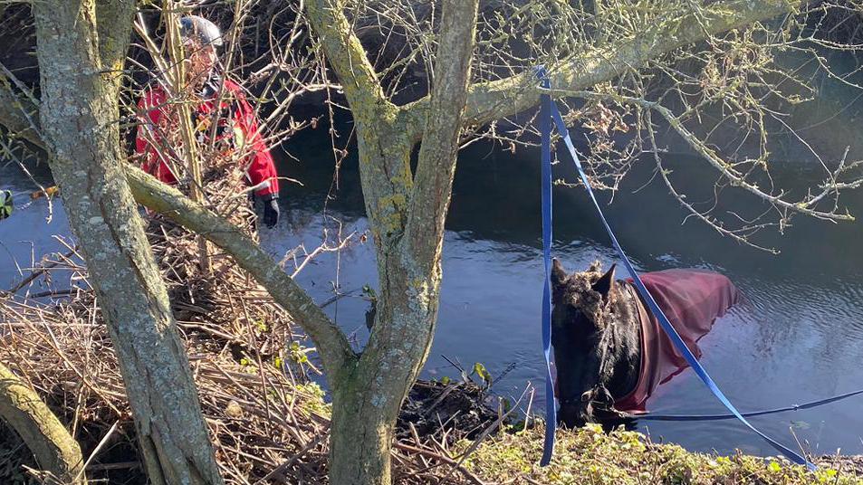 A horse being rescued from a Billericay ditch