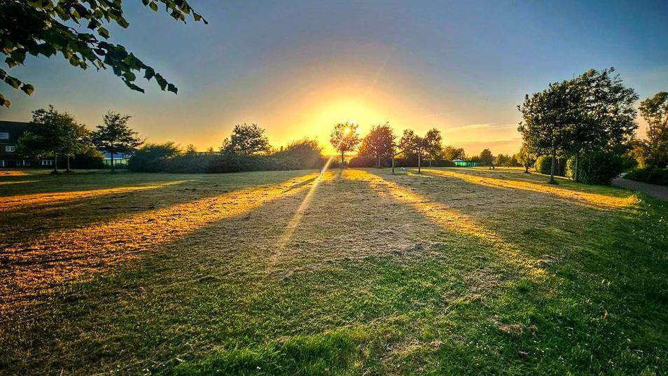 A field with trees and sunsetting 