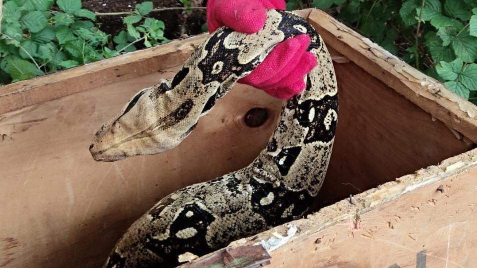 A snake is being lifted out of a wooden box in a wooded area by a person wearing a thick fleeced pink glove.
