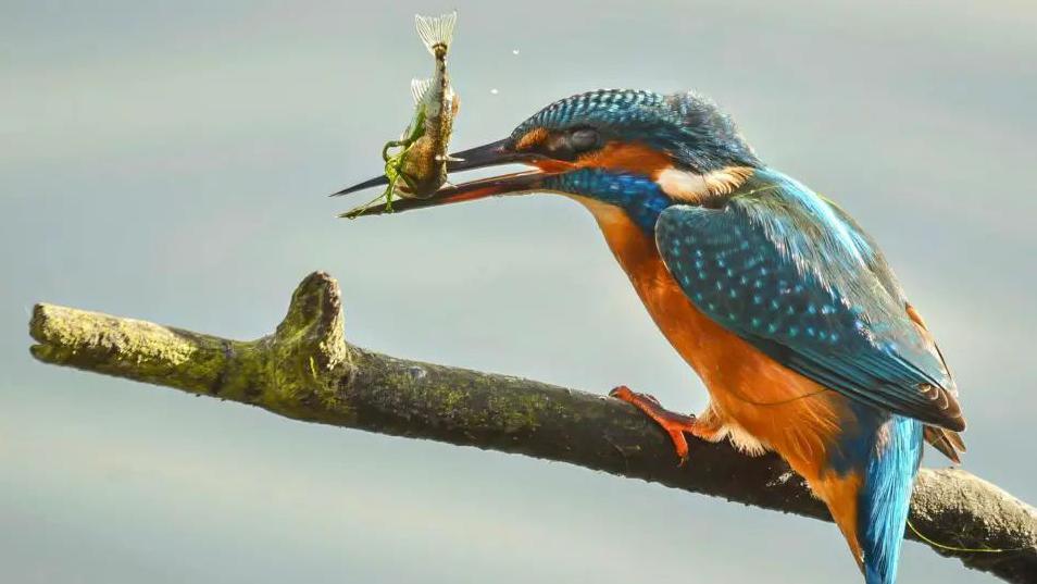 A colourful kingfisher sits on a branch with its recent catch, a small fish with flecks of water coming off.