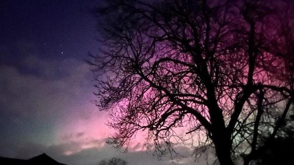 A large tree in front of a glowing pink sky.