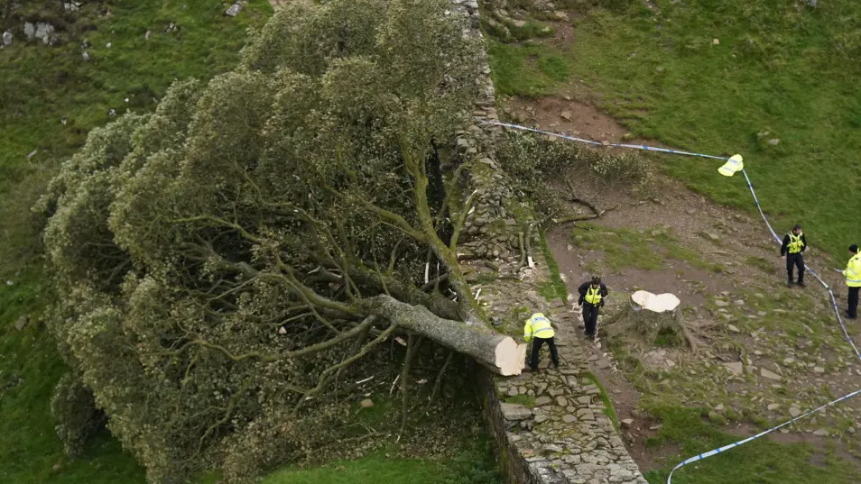 The felled tree has fallen forward over a wall and officials in high vis jackets are standing around it with police tape surrounding it as well.