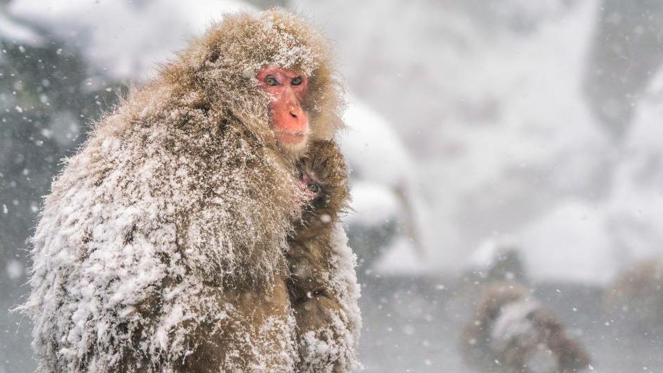 Japanese macaque