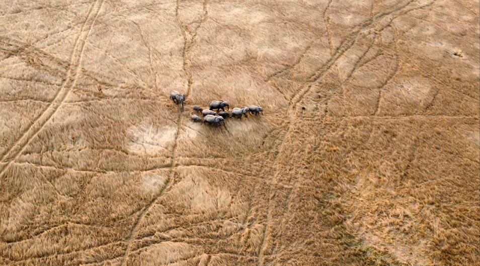A herd of elephants on the Busanga plains in Kafue National Park, Zambia.