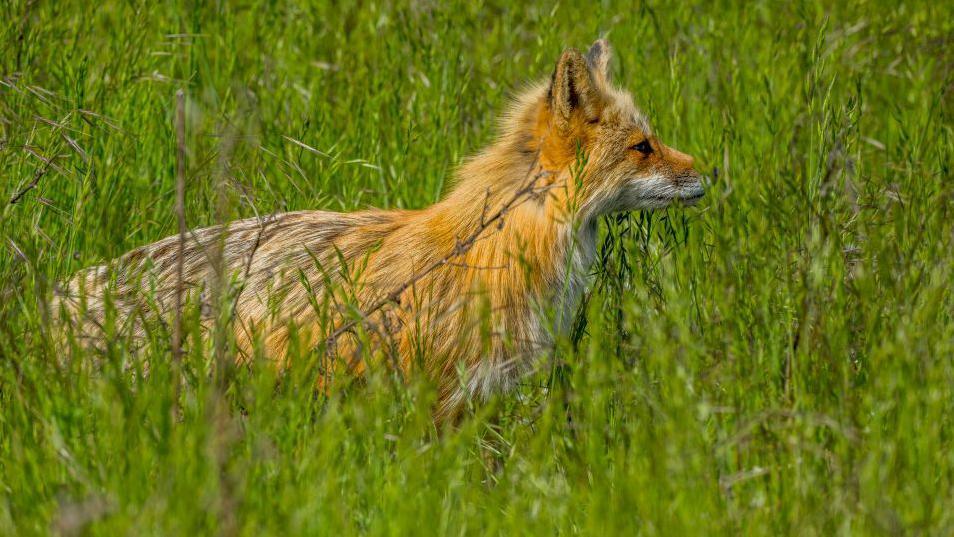 A stock image of a red fox hiding behind green grass in a field