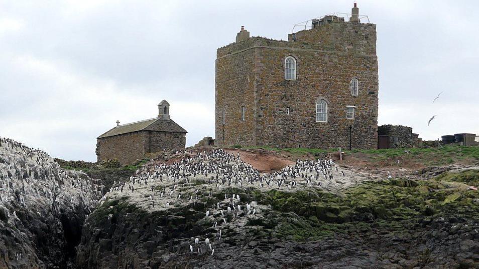 St Cuthbert's Chapel - left and beyond - is a rectangular stone-built chapel with a small bell housing at one gable end and a cross at the other. It stands next to Prior Castell's Tower, a square, stone-built building with a small scattering of windows. In the foreground are the rocky edge of the island and a lot of white, black and grey seabirds.