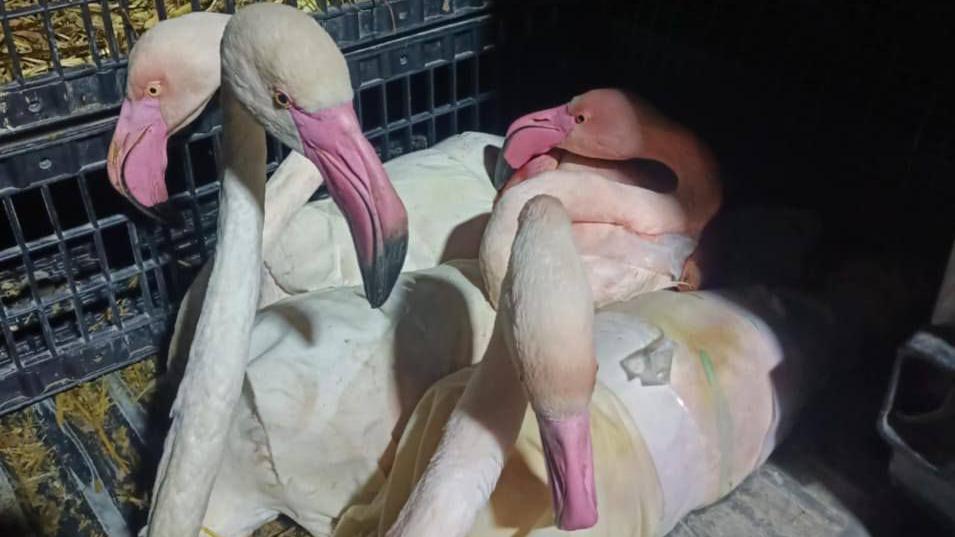 Flamingos tightly wrapped into packages and left inside crates.