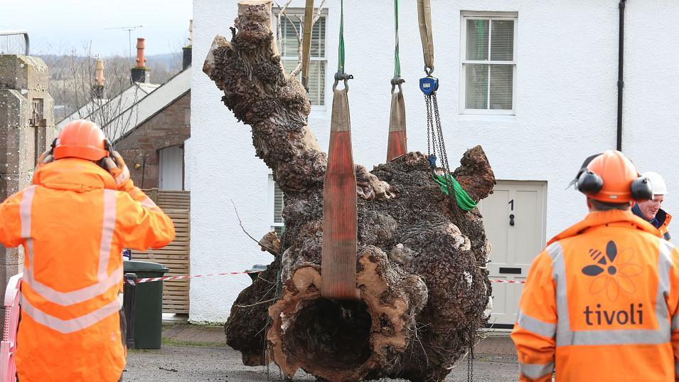 Beauly Elm