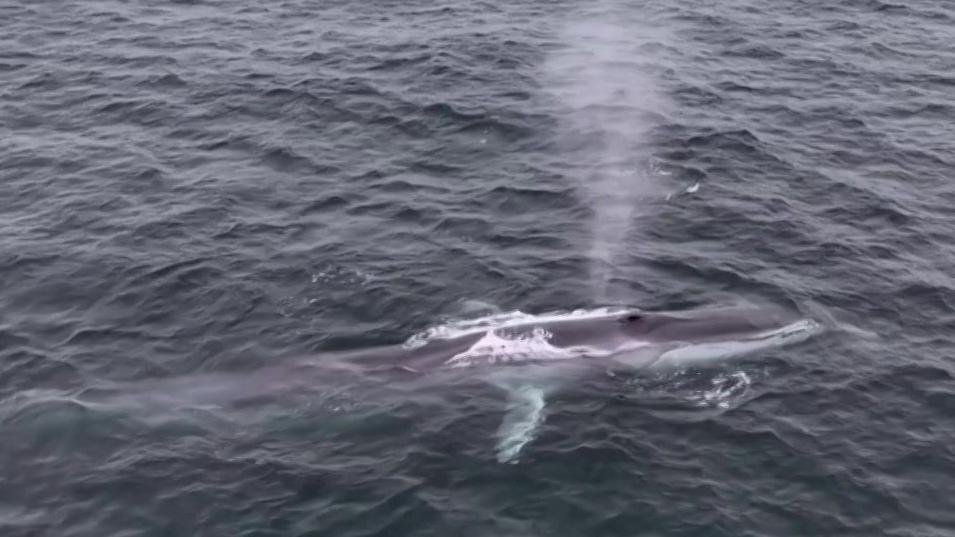 The image shows an aerial view of a fin whale surfacing in the ocean, with its back and blowhole clearly visible. A spout of water is being expelled from the blowhole, capturing the moment the whale is exhaling. The sea appears dark and slightly choppy.