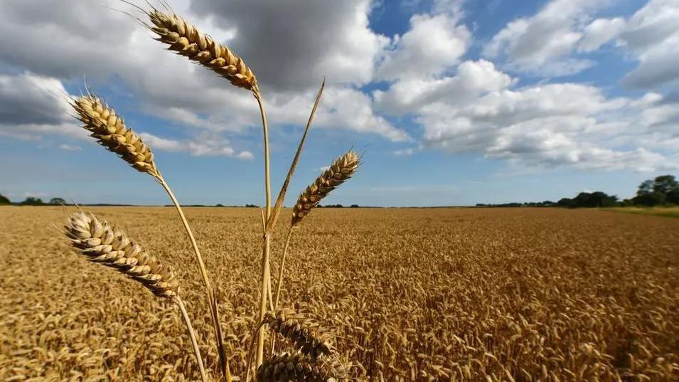 A field of golden wheat underneath a blue sky with white clouds