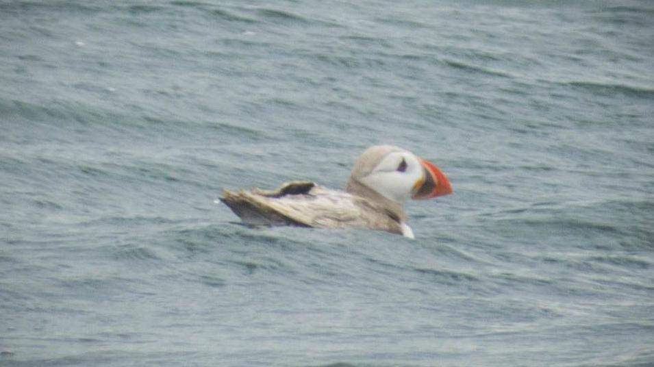 A puffin with white brown feathers 