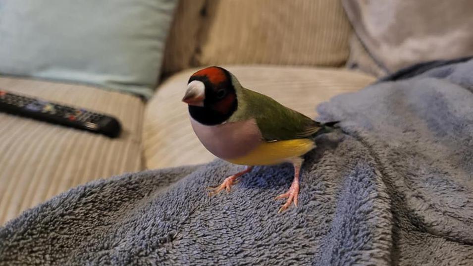 A Gouldian finch