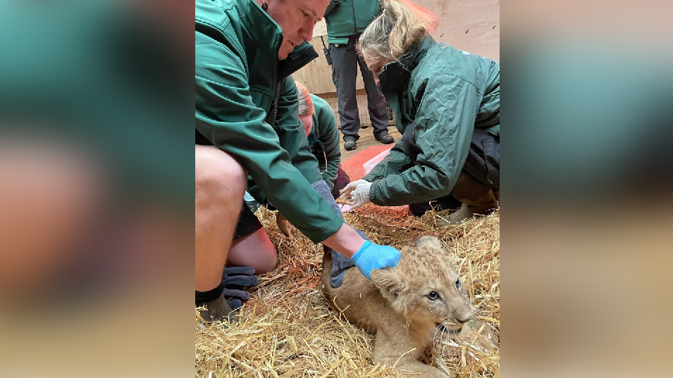 An 11-week old lion cub, lying down on straw, with four people behind them, carrying out a health check. They are all wearing green tops, have surgical gloves. 