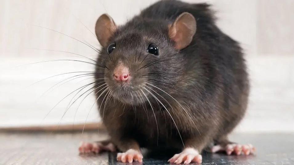 A large brown rat sits on the floor.