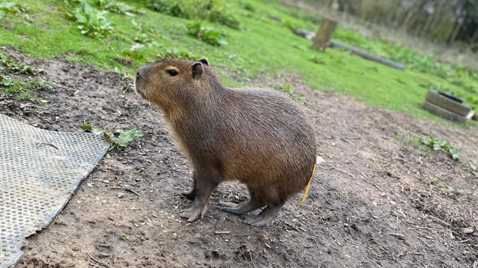 Cinnamon the capybara stands side-on in her enclosure 